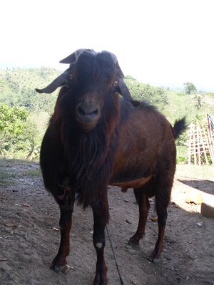 Picture of kambing