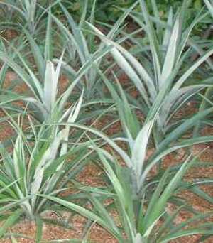 Picture of pinya